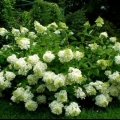 Hydrangea paniculata dentel de gorron: sadnja i njega, fotografije, recenzije